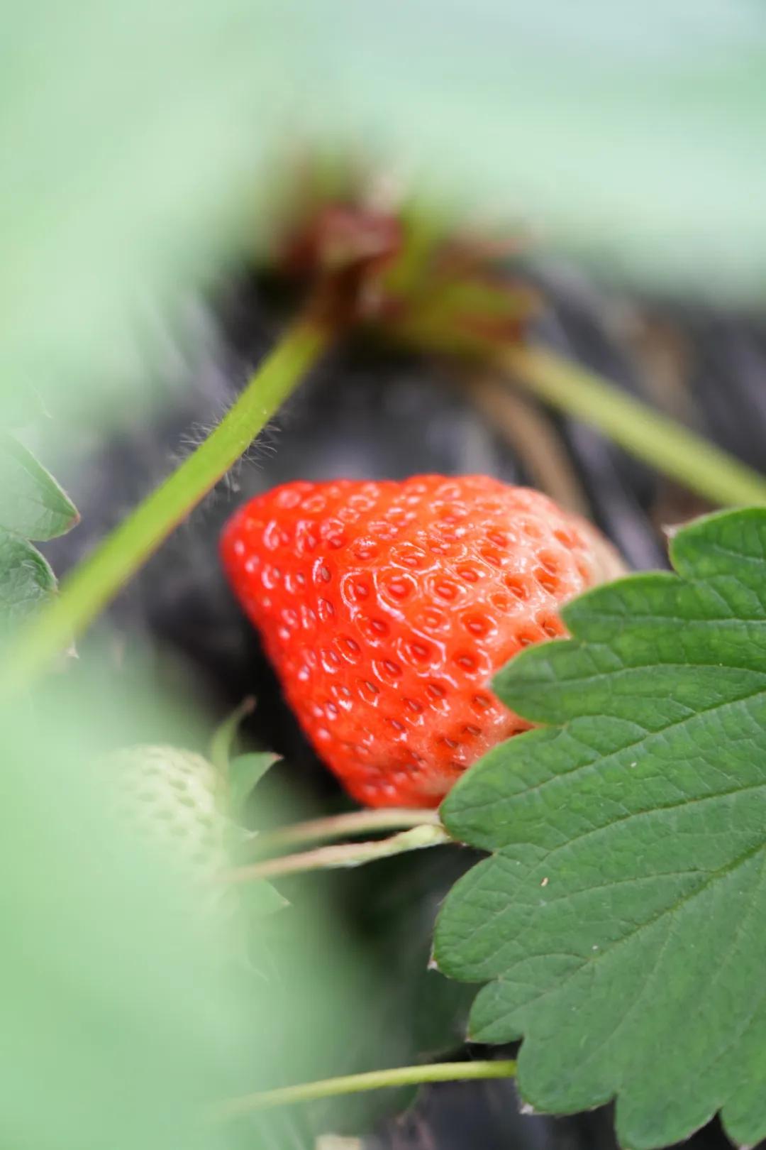 暖阳正好,来郫都三堰村赴一场田园甜蜜之旅~插图14 暖阳正好,来郫都三堰村赴一场田园甜蜜之旅~插图14