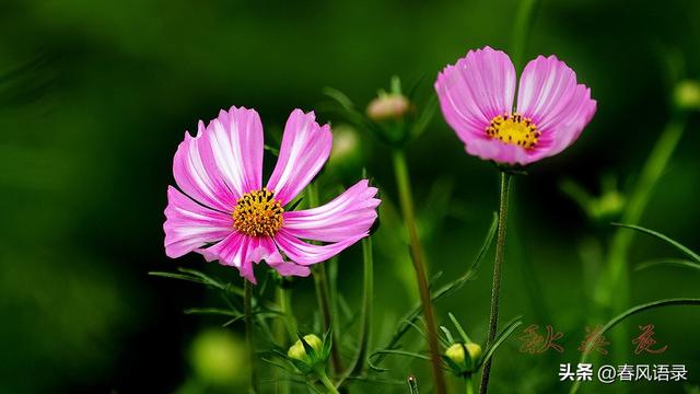 敢拉黑男人的女人，爱情面前，她们到底在想什么