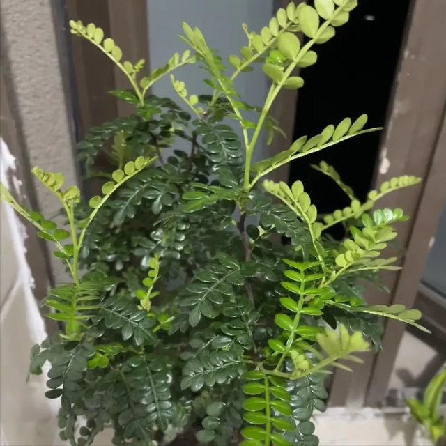 家里养这5种香花，细菌“闻味就躲”！至少摆一盆，全家少生病