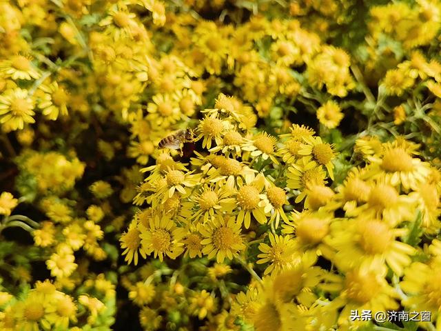 菊田为幕 天籁为章 长清神秀谷百亩金菊盛开