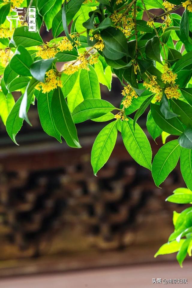 秋日南京，金色相逢