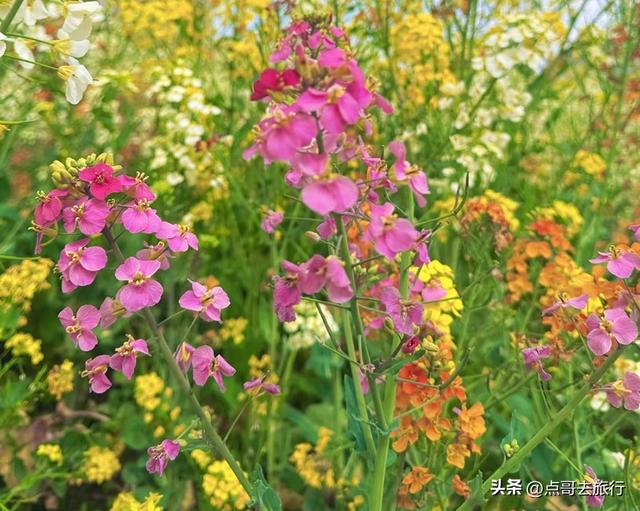 今天朋友圈的C位，成都限定的浪漫和震撼，错过了真的要等一年！