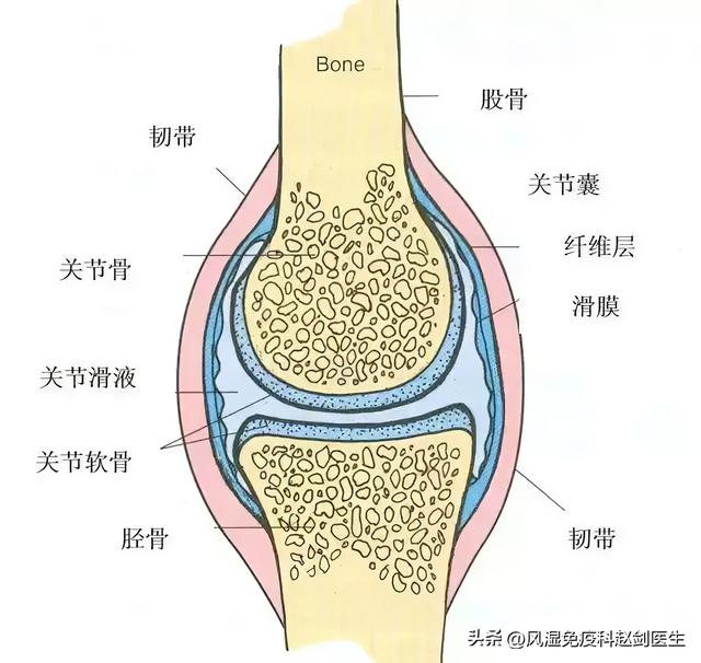 花胶消积液吗 2026年花胶消积液吗有效果吗
