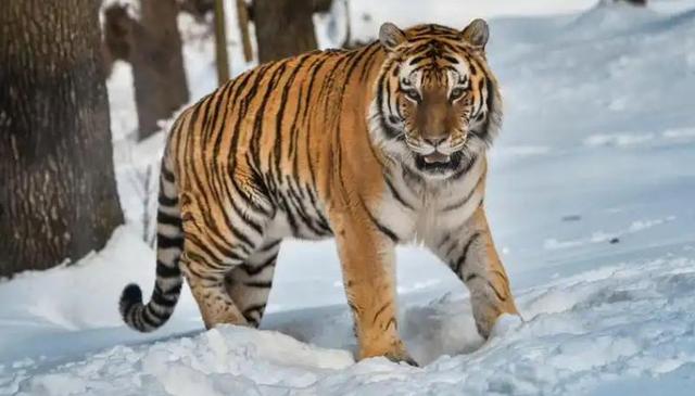 中俄东北虎数量差距断崖：俄罗斯700只，中国的数量令人意外！