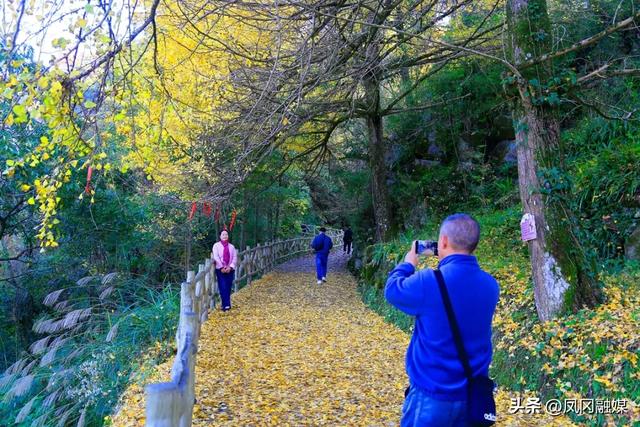 凤冈:深山银杏披“金甲” 正是最美赏景时