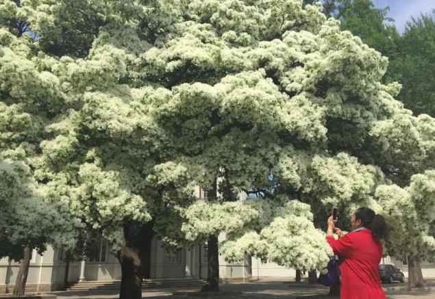 云南石林107棵流苏古树绽放，石头寨飘起四月雪