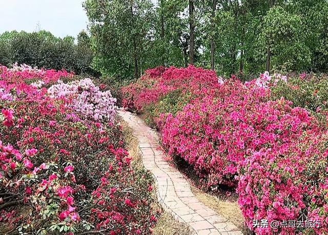 成都公园最大规模杜鹃花开了，200多亩花开成海，不要门票！