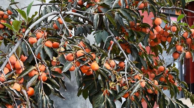 注意！“天才画家”正在肥城市高新区执笔挥毫！惊喜呈现！