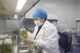 亩产万斤！优质种薯带来增收“薯”光图片