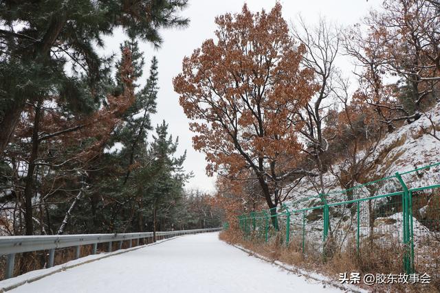 随手拍：打卡雪后的烟台“竹林路”