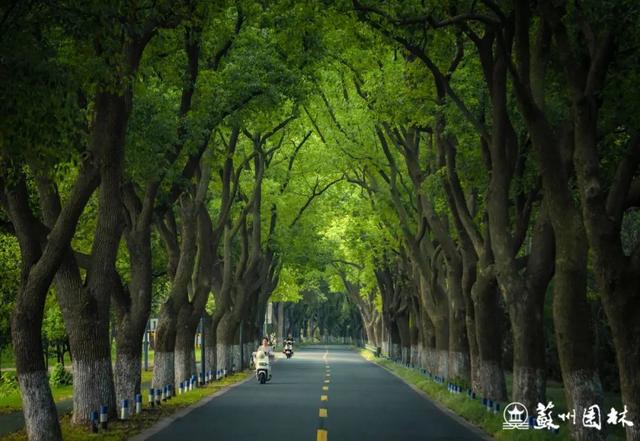 197处！苏州“绿荫花路”地图来了！