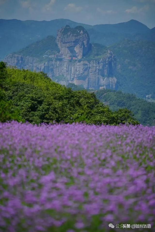 不要门票：九月温州这片醉美的紫色花海，你去过吗？