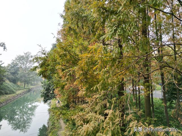 成都徒步（71）·昭觉寺银杏&升仙湖水杉