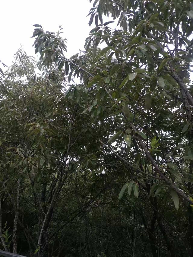 李清喜：新密鸡山秋游三章