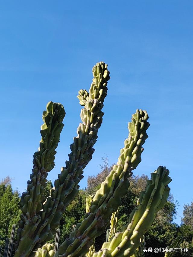 厦门植物园：邂逅自然的绮梦