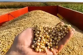 宁愿赔钱也要把粮食卖中国！美国的粮食垄断梦，如何被中国瓦解？图片