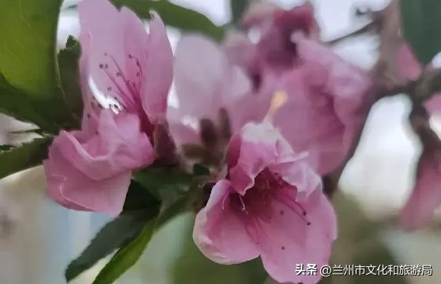 春假、清明假期来兰州赏花吧!(兰州春季踏青赏花主题线路之一)