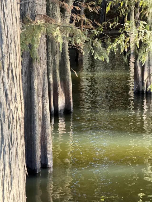 季节限定，丹徒这里“红”了！