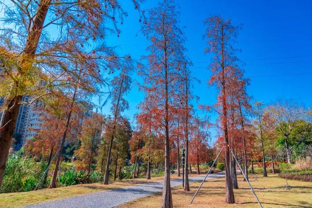 看！是金黄色的光明！