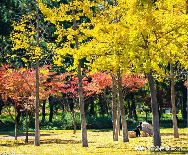 “暂停”秋天,西海岸这8条道路落叶缓扫!