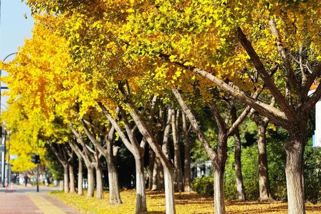 萧山街头又现新打卡地~这份初冬的浪漫将持续到年底