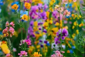 七彩油菜花图片