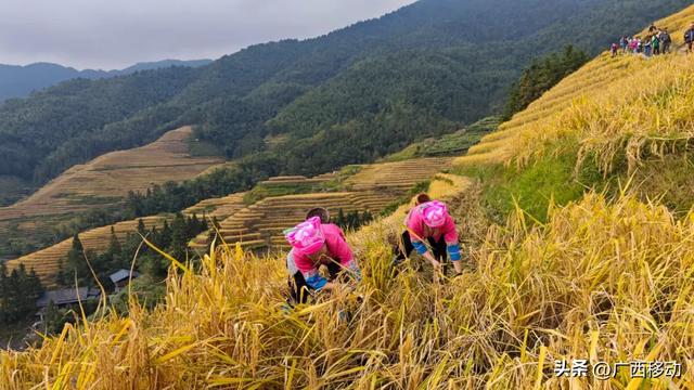 龙脊不“剪”秋,梯田收割正当时快来体验~