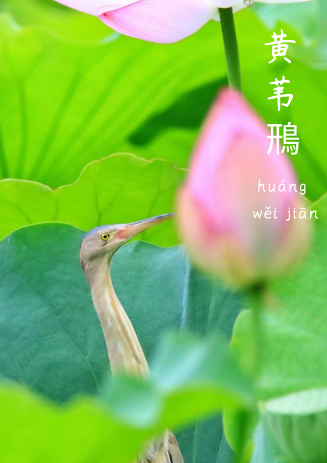 成都市中心竟藏着一个观鸟天堂？来这座公园偶遇20种留鸟！