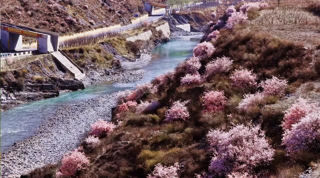 白龙江畔,十里桃花不如你~