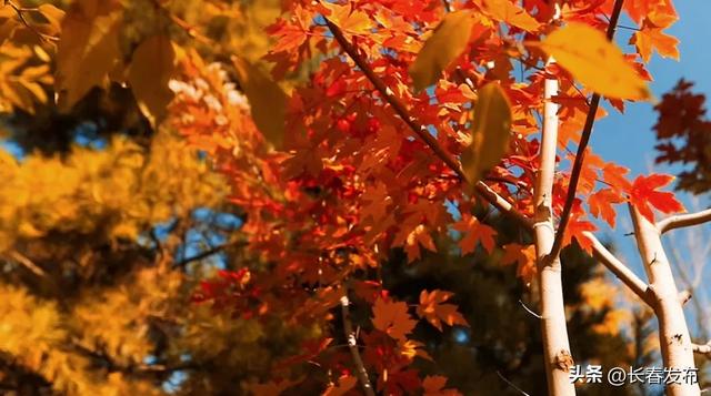 秋韵浸水园 微光与落叶的密语