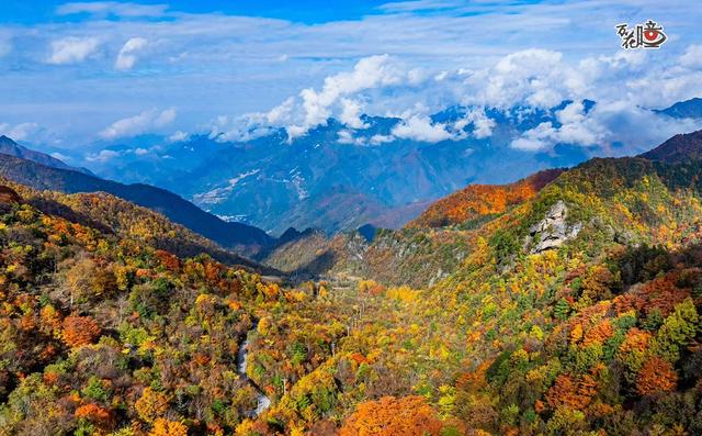 万花瞳｜限定版“彩林森林” 这是属于山城的冬日浪漫