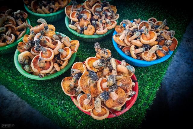 堪称云南最大的野生菌美食街，一年只卖一月，有全国人专程来吃