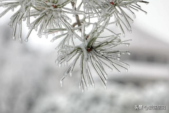 鸡公山雪景预告，就等你来！