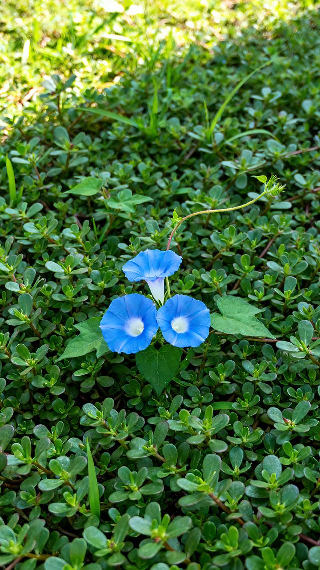 丝丝春意，抹去缕缕寒意，春天美景分享，太治愈了！