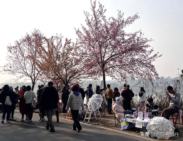 成都最大规模冬樱花开了，1000多株，惊艳壮观，免费，地铁直达！