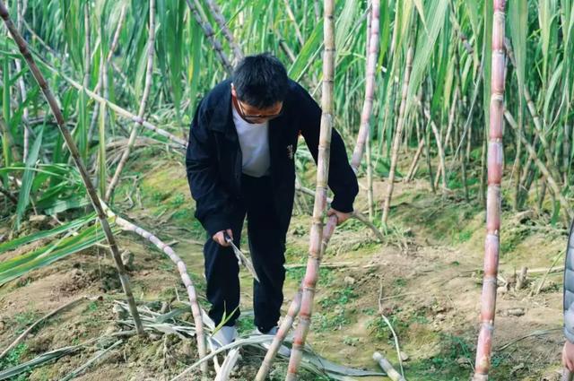 速报!长沙这个地方银杏浓度达100%,赏芦苇、砍甘蔗,遛娃惊喜超多