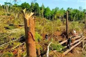 发生在1994年的贵阳白云区都溪林场奇异事件！图片