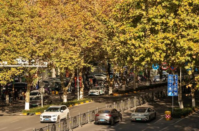 梧桐为笺，车流作墨——北京路写下一封贵阳版的“冬日情书”