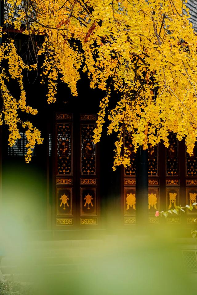 今日大雪 | 打卡这里,定格冬日专属美照