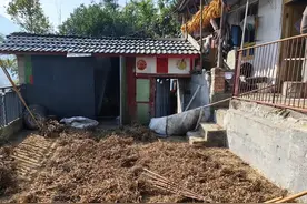 58岁大爷回应为救老伴击杀黑熊：事发后浑身无力、意识模糊图片