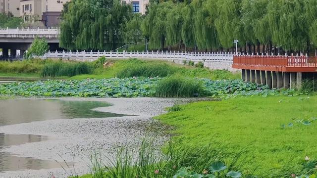 大美泌阳系列之菌都公园：荷香逸韵 秋染园景