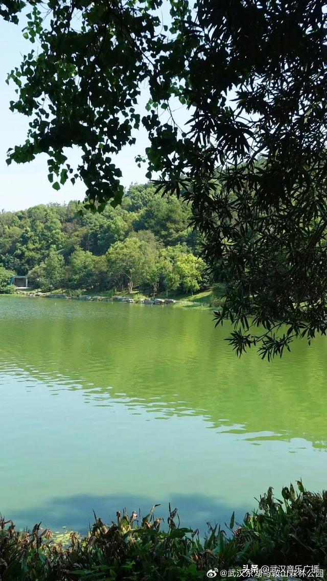 我要离开“浪浪山”！来森林公园浪一浪！