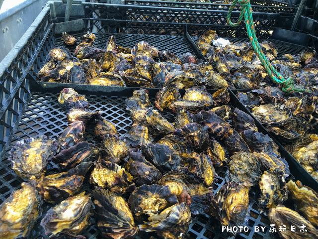 塔斯曼尼亚，全澳最鲜“海味自由”攻略，生蚝控一定要来