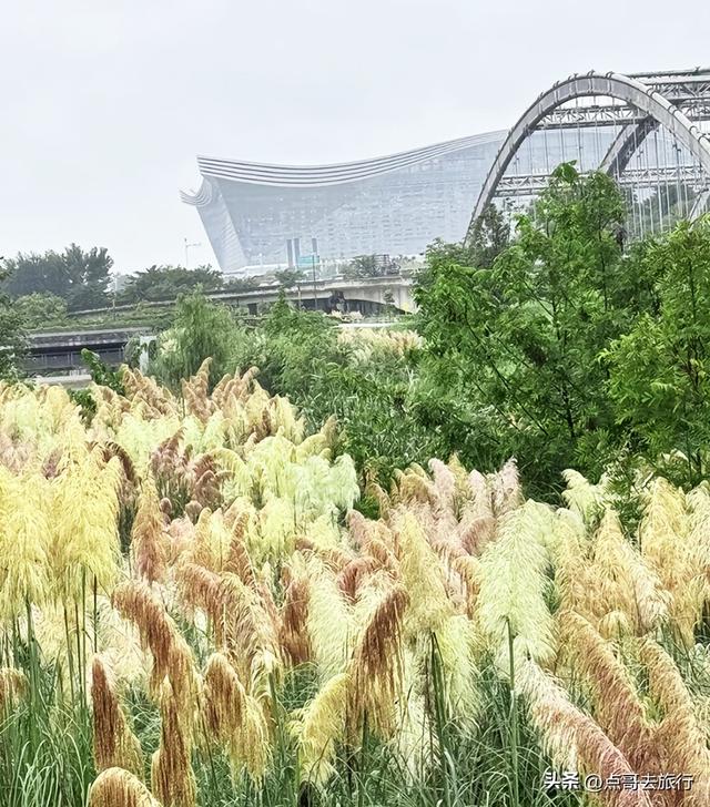 成都市区最美芦苇花，如烟如雾，超美，不要门票，地铁公交直达！