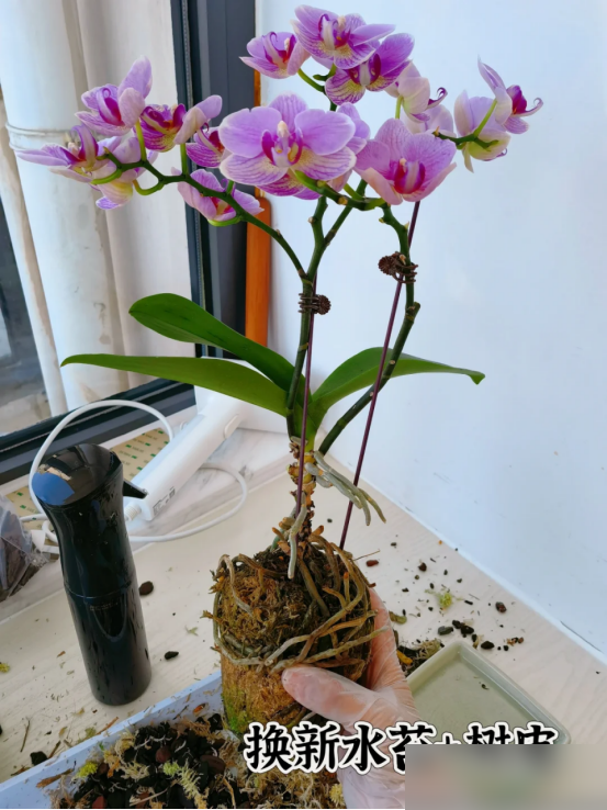 为何买的花苗，总会慢慢死掉？不是商家有猫腻，是你手法“失误”