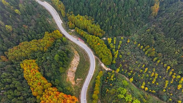 美翻！明月山麓红杉凝霜，这条林间公路藏着初冬极致浪漫