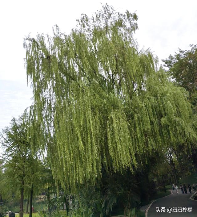 桂香袭来，在秀湖公园闻花香，读一读杜甫的诗，在亲水步道走一走