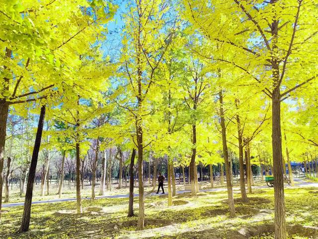 人少景美！丰台这些“秋季限定”进入倒计时！