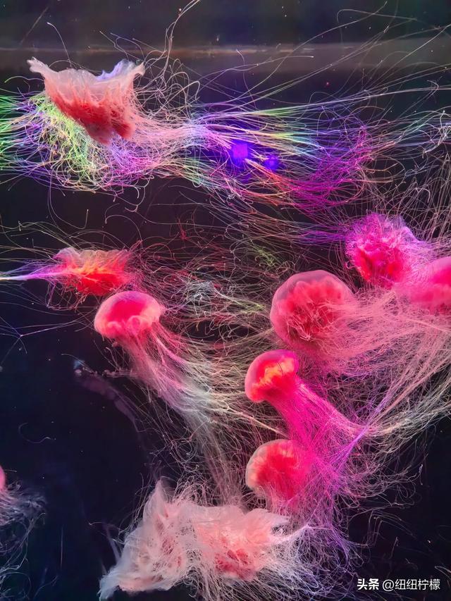 周末，带孩子到商场里的海洋世界玩一玩