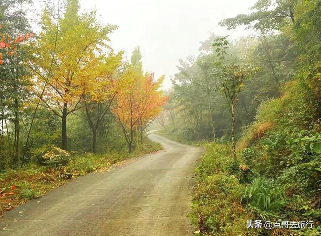 成都都江堰最冷门彩林，免费开放，山野中的惊艳，公交车可达！